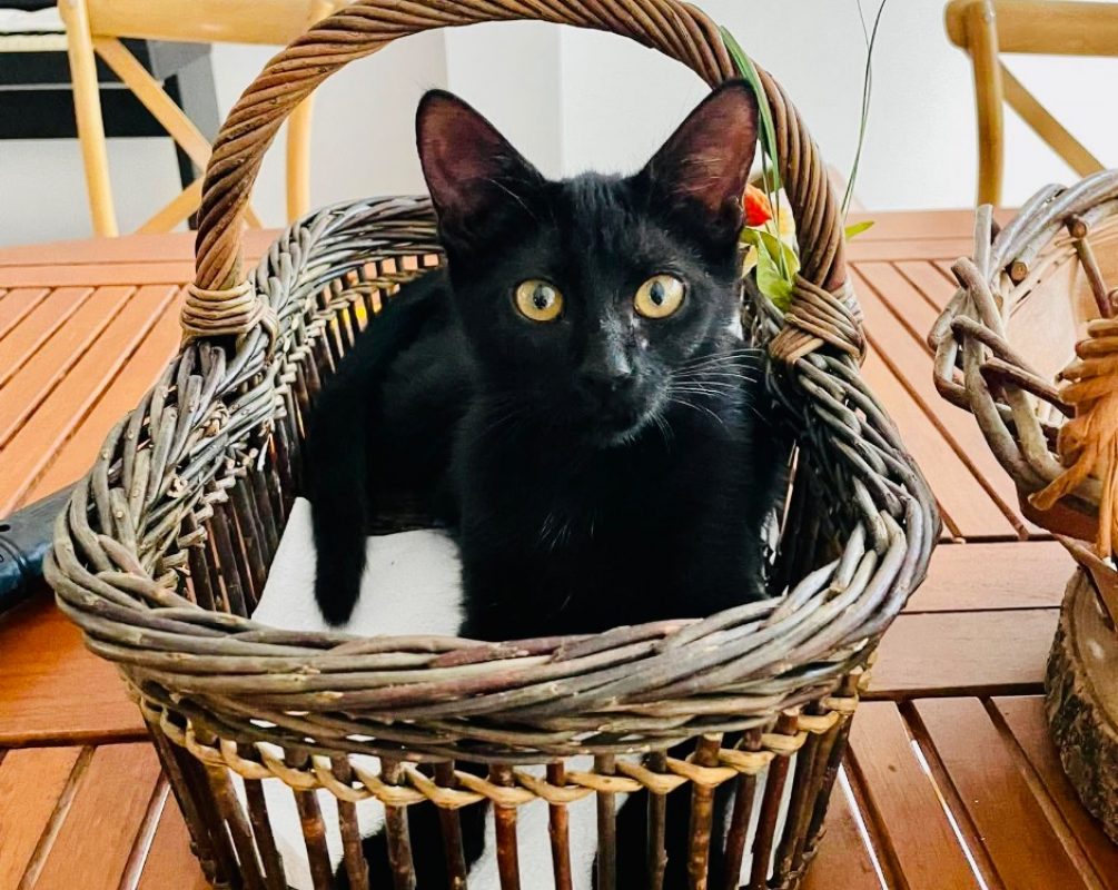 Isis - Chat Européen à adopter
