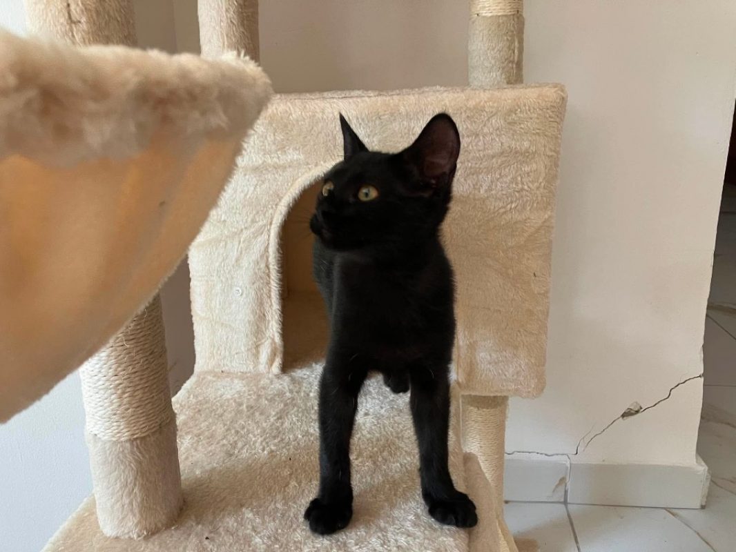 Cleo - Chat Européen à adopter