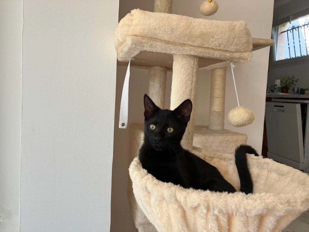 Cleo - Chat Européen à adopter - photo 2