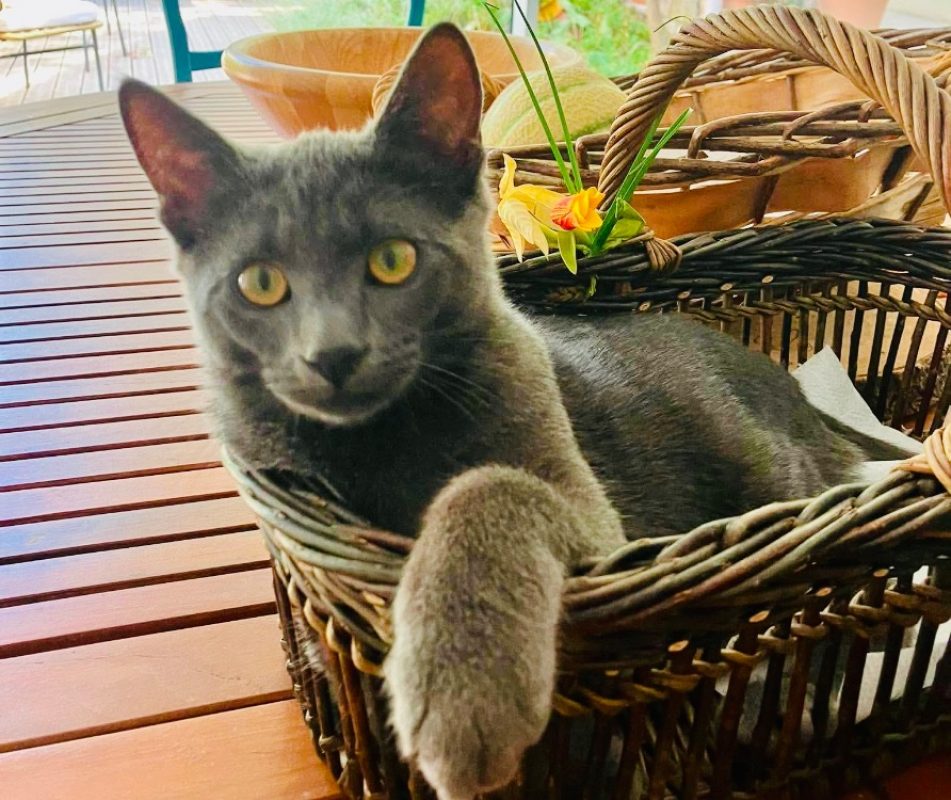 Mistigri - Chat Européen à adopter