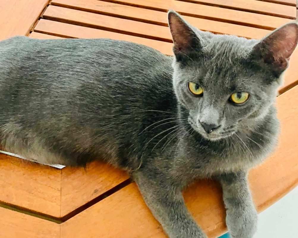 Mistigri - Chat Européen à adopter - photo 2