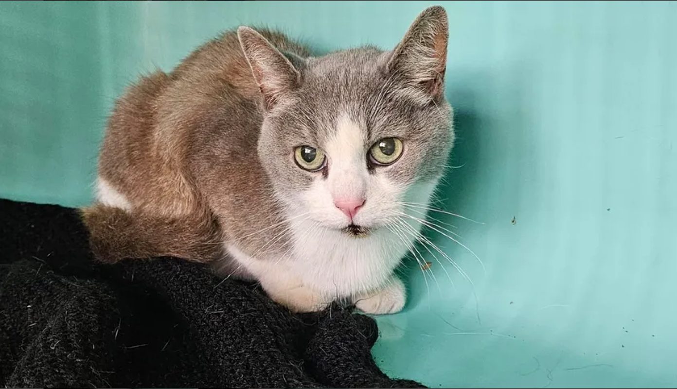 Brett - Chat Européen à adopter