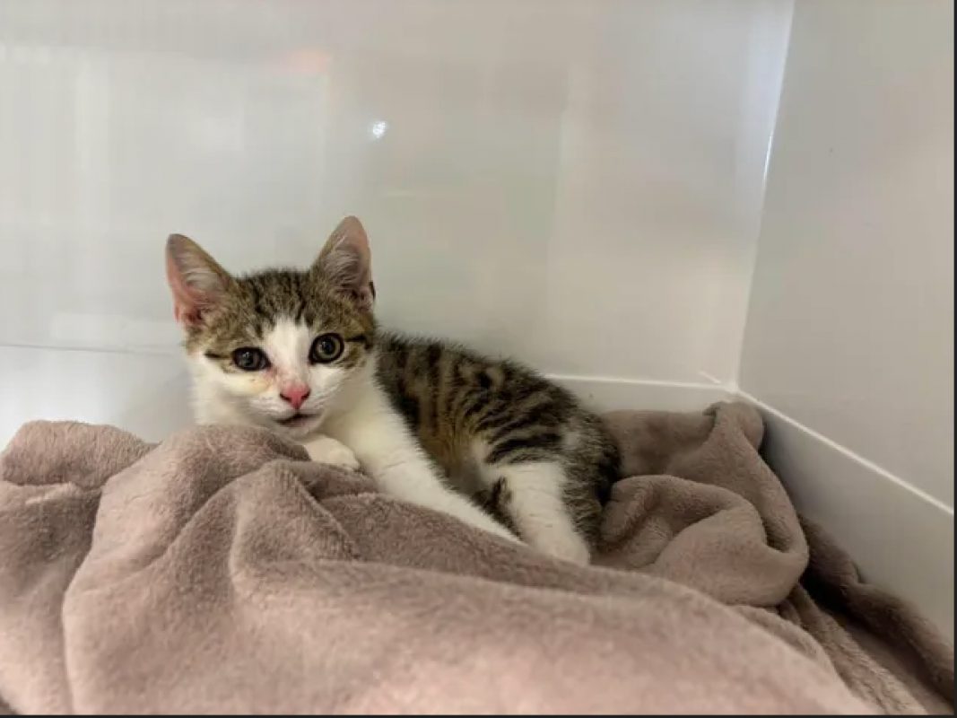 Merido - Chat Européen à adopter - photo 4