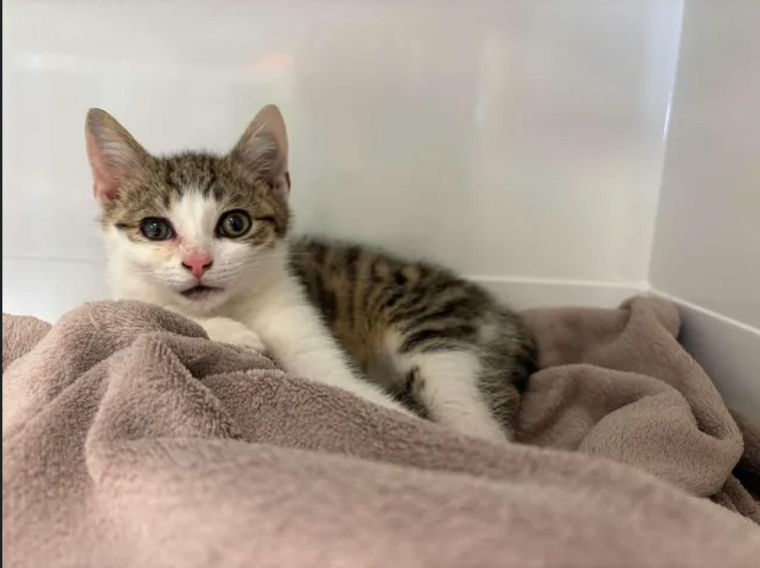 Merido - Chat Européen à adopter - photo 6