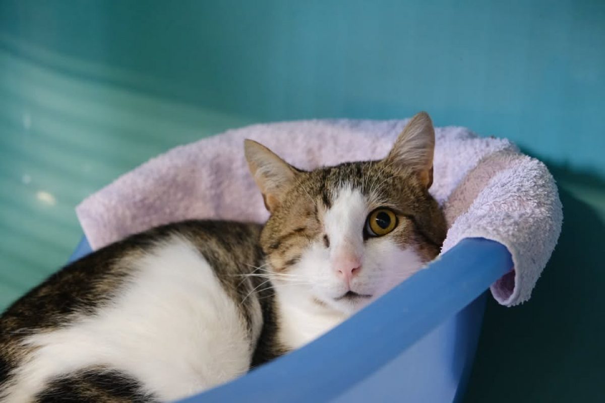 Oswald - Chat Européen à adopter