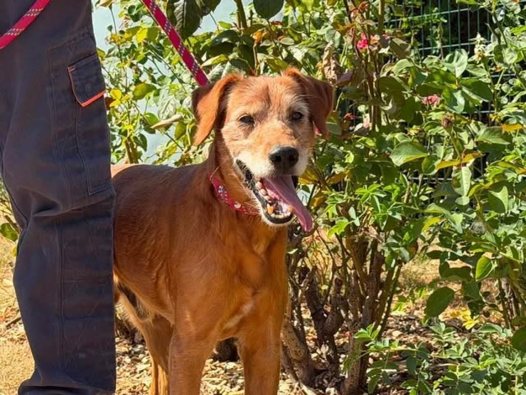 Loky - Chien à adopter