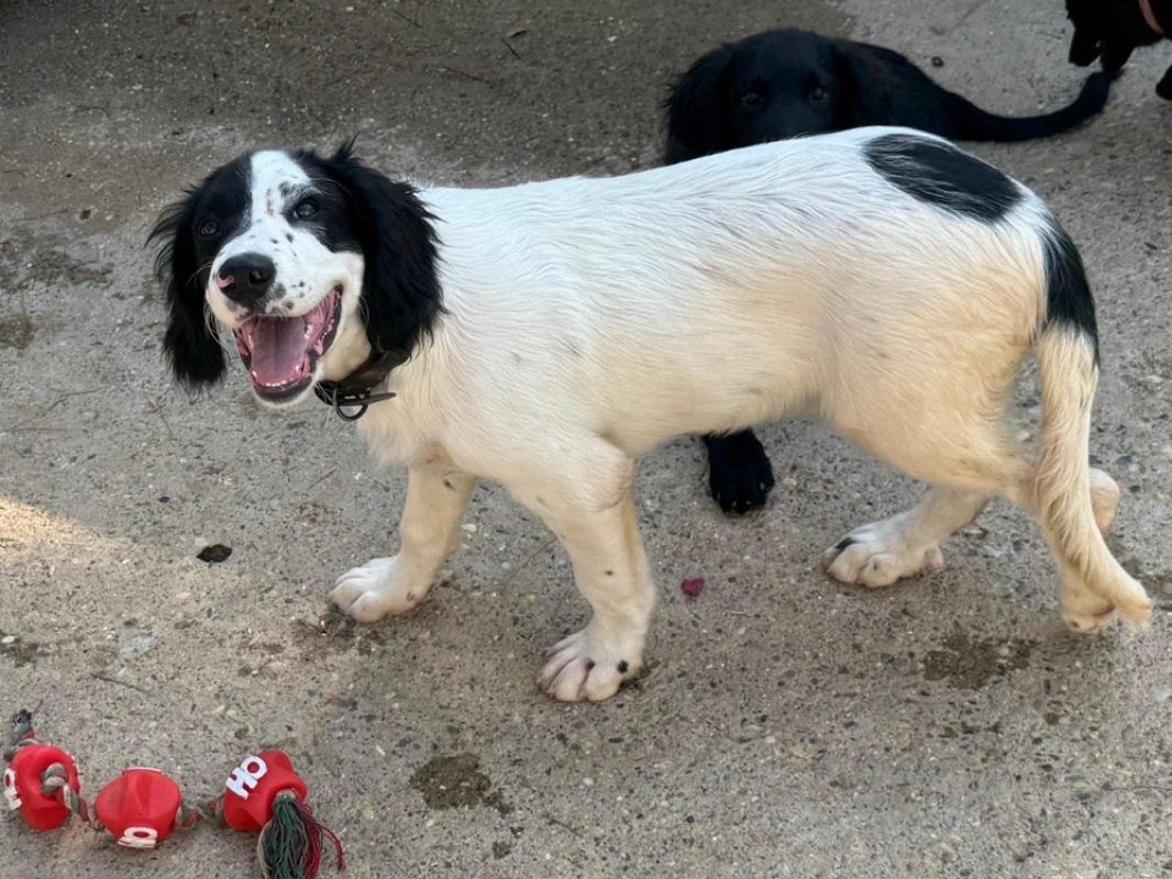 Storm - Chien Border Collie à adopter