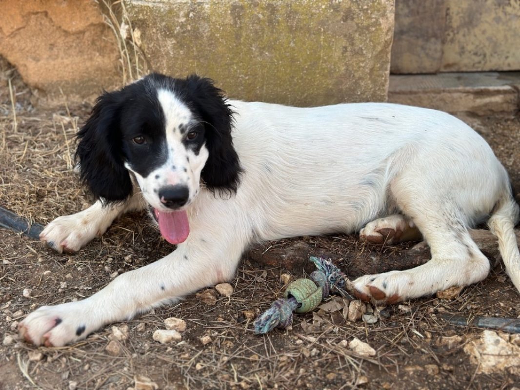 Storm - Chien Border Collie à adopter - photo 3