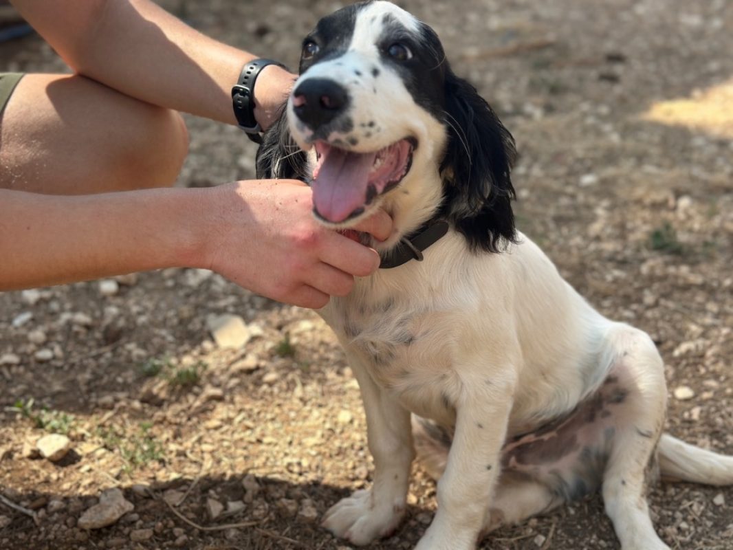 Storm - Chien Border Collie à adopter - photo 5