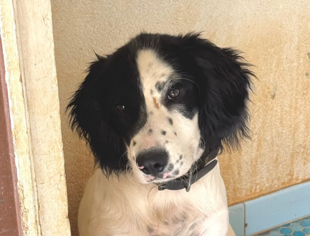 Storm - Chien Border Collie à adopter - photo 7