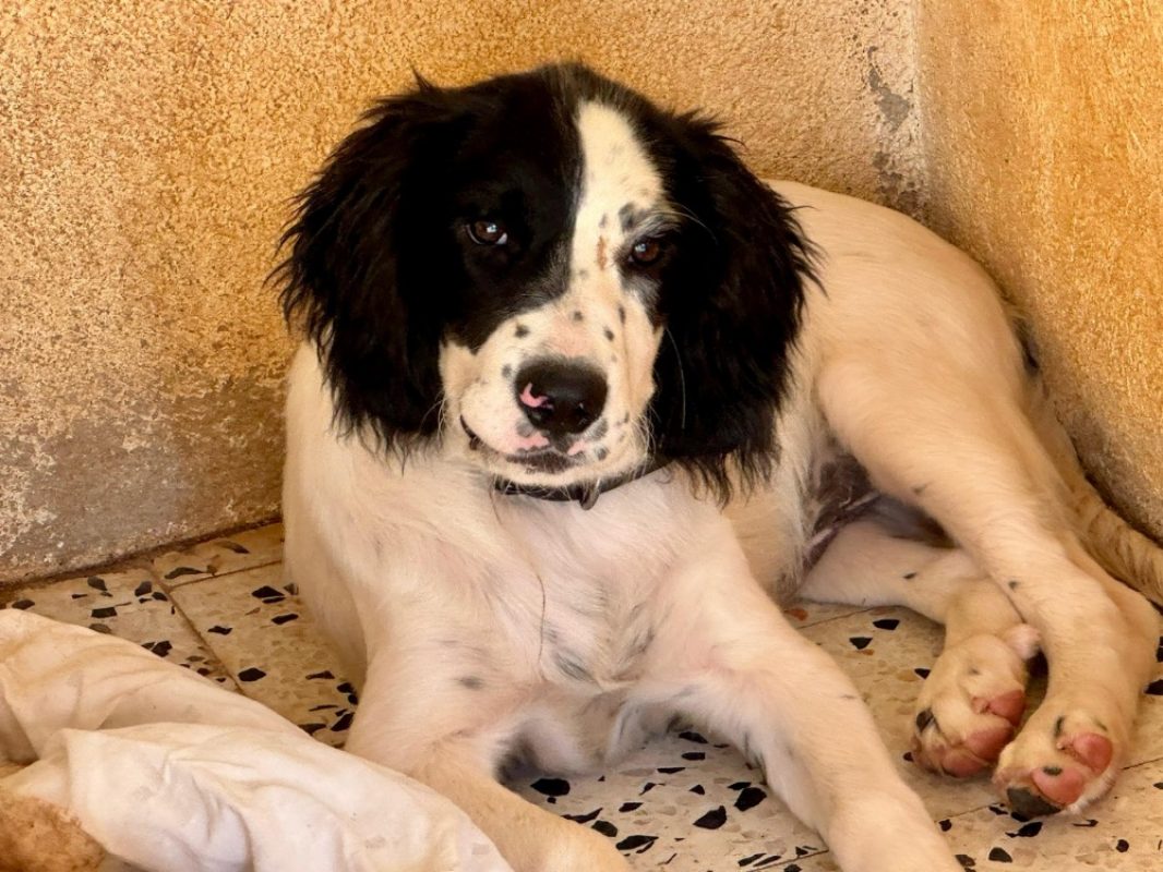 Storm - Chien Border Collie à adopter - photo 9