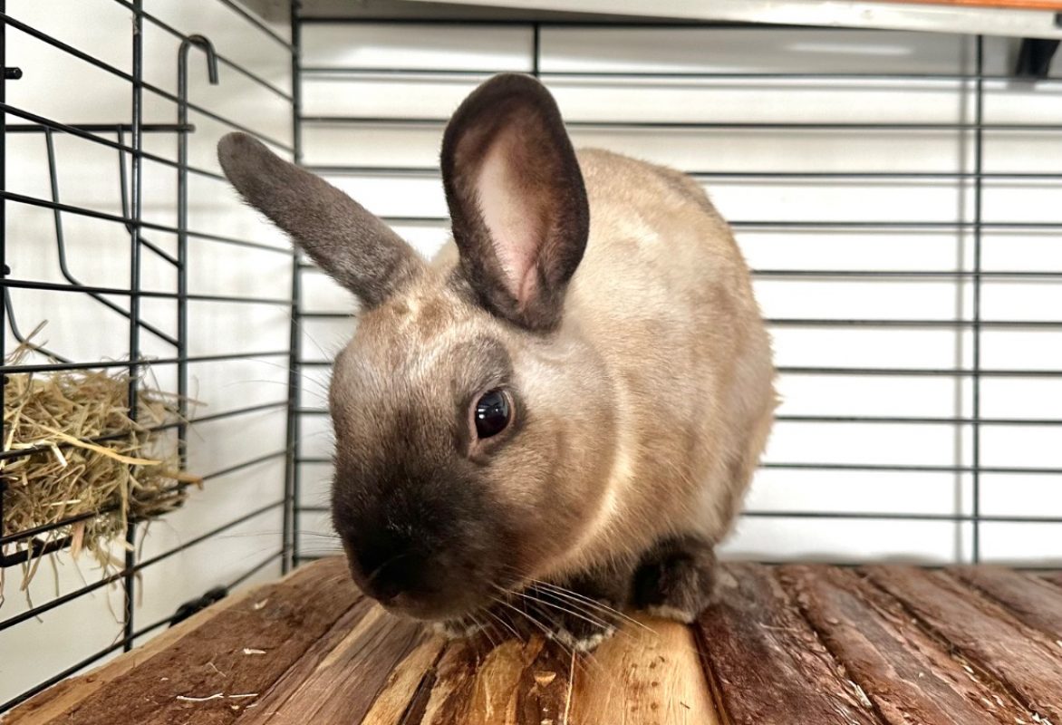 Schtroumpfs - Rongeur Lapin à adopter