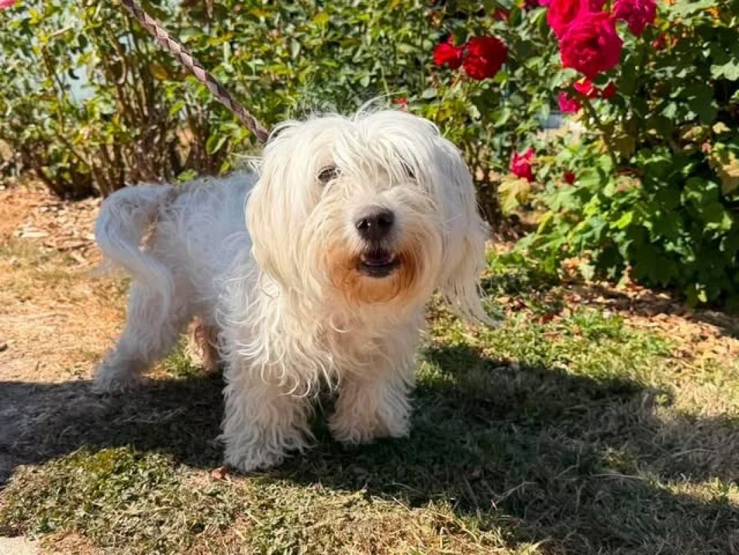 Nina - Chien Bichon à poil frisé à adopter