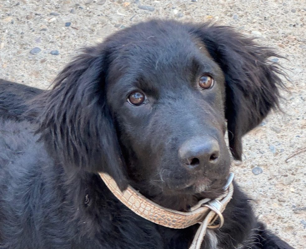 Echo - Chien Border Collie à adopter