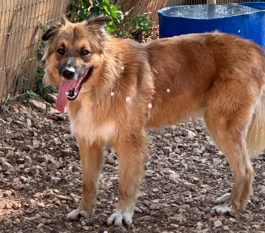 Gustave - Chien Berger à adopter