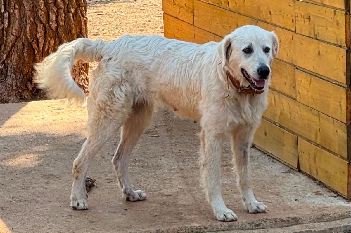 Tosca - Chien Berger des Pyrénées à adopter