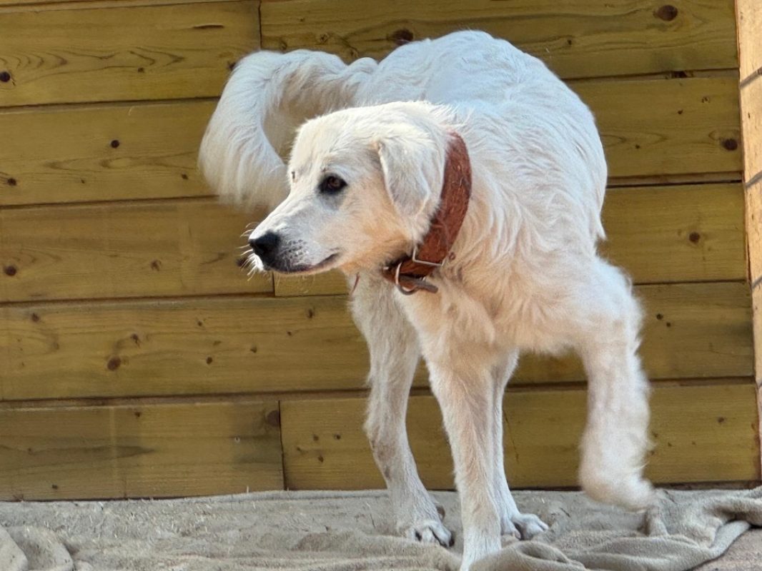Tosca - Chien Berger des Pyrénées à adopter - photo 2