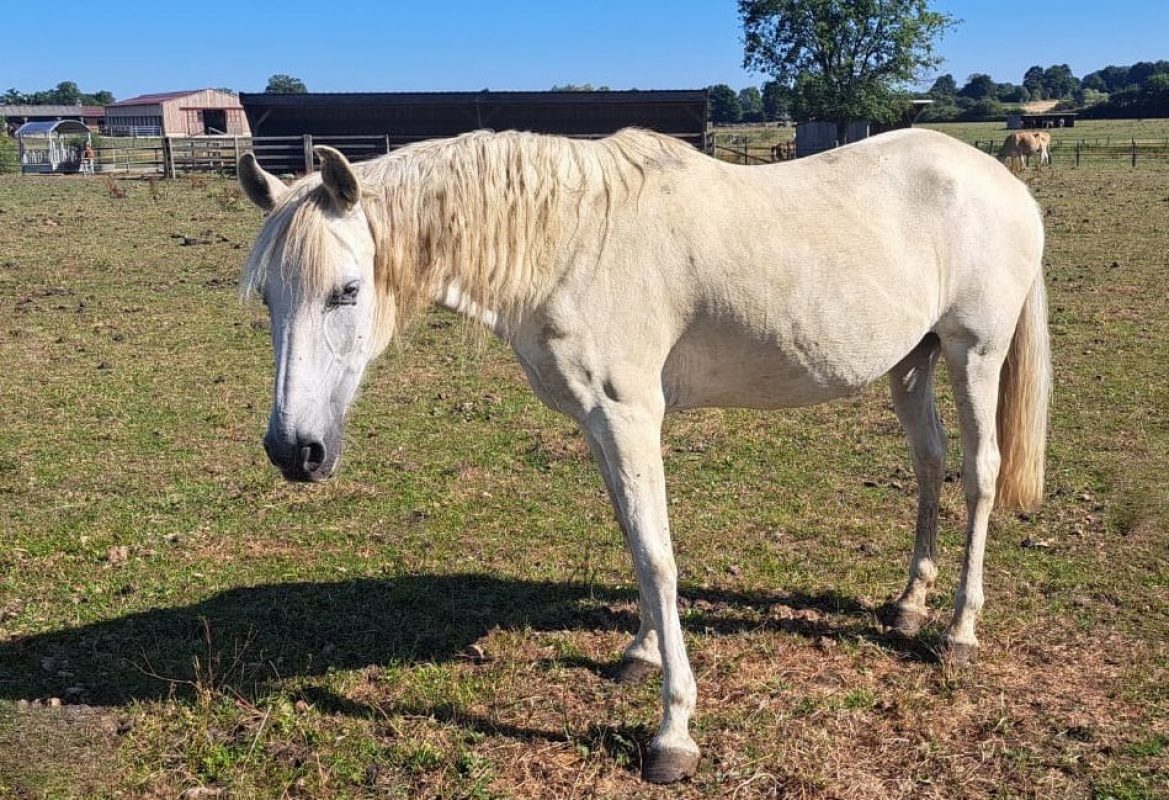 Urraca - Equidé Cheval à adopter
