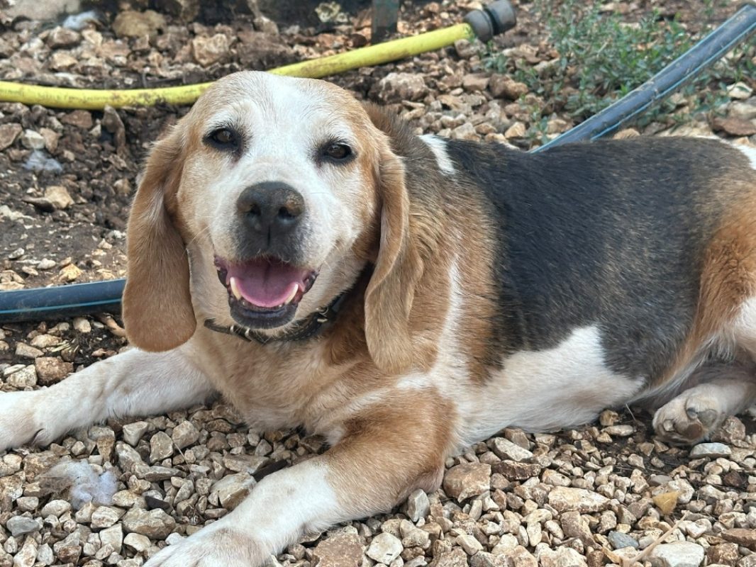 Chouquette - Chien Beagle à adopter
