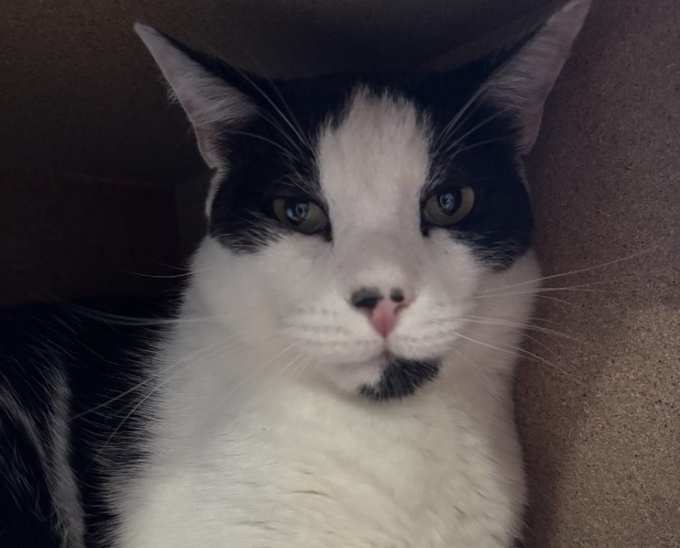 Nanou - Chat Européen à adopter