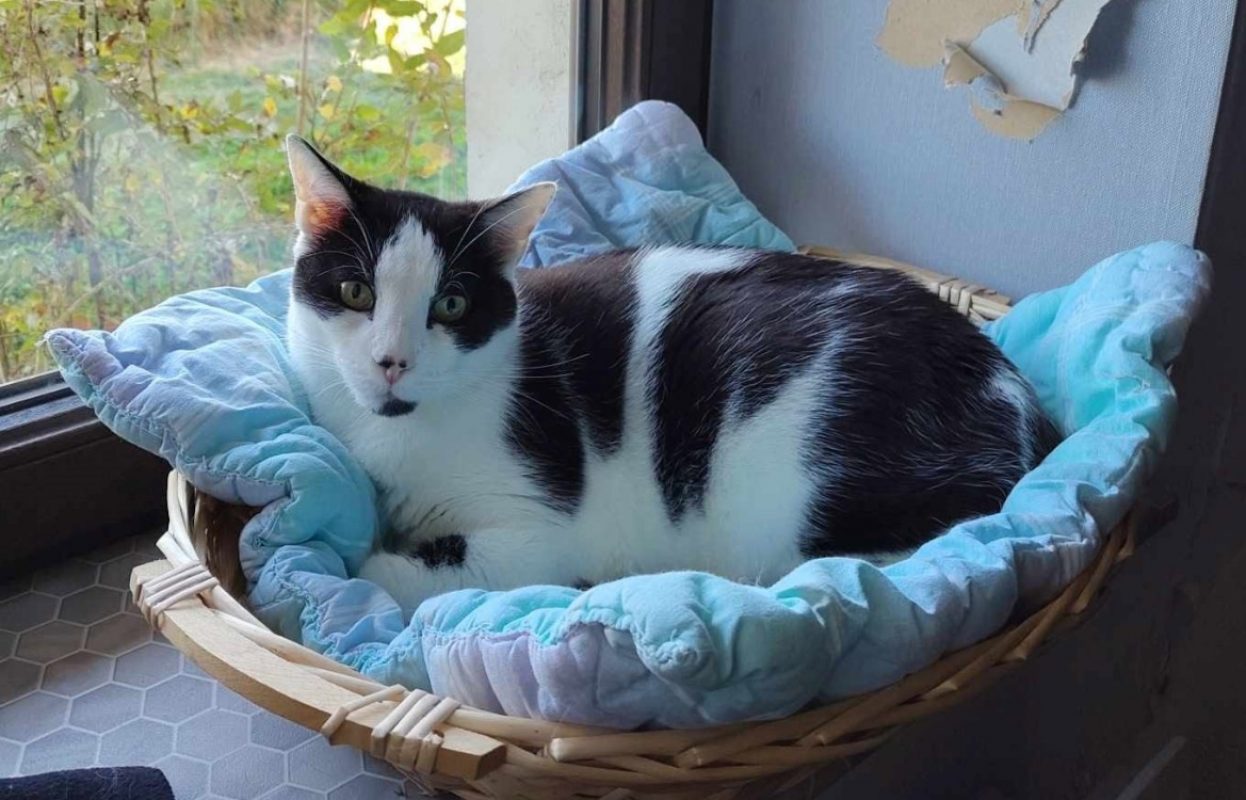 Nanou - Chat Européen à adopter