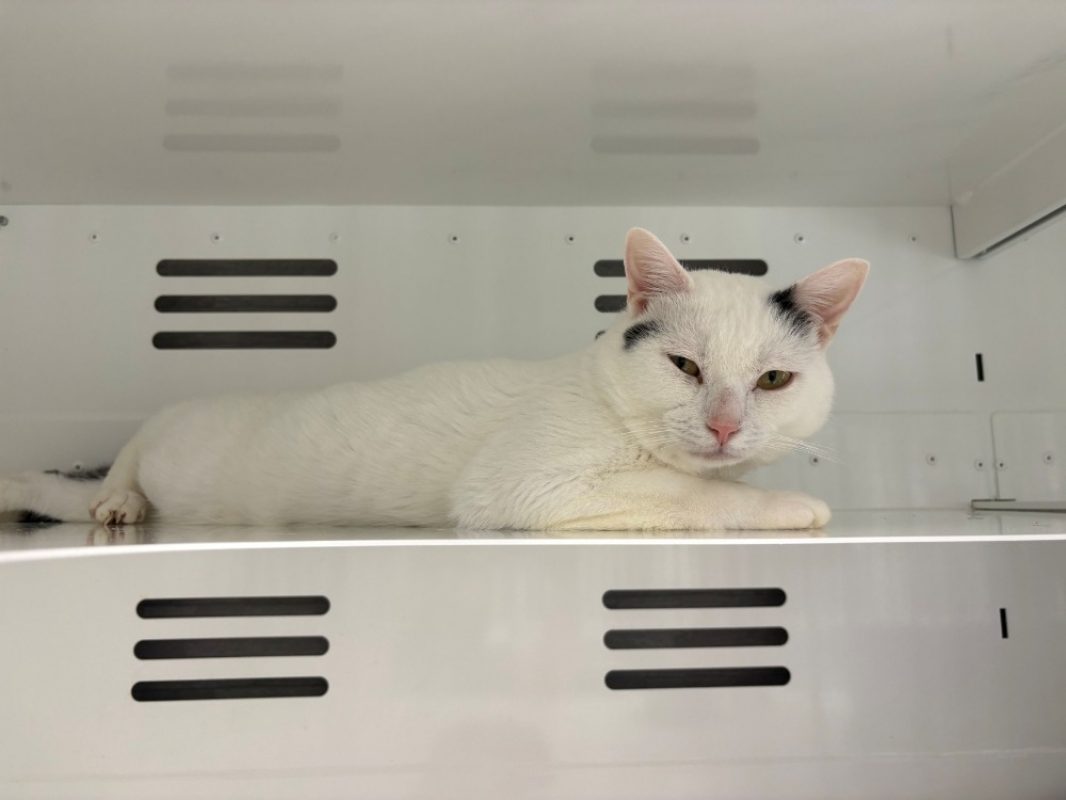 Boule - Chat Européen à adopter