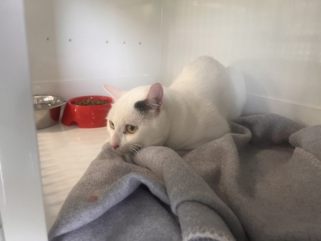Boule - Chat Européen à adopter - photo 2
