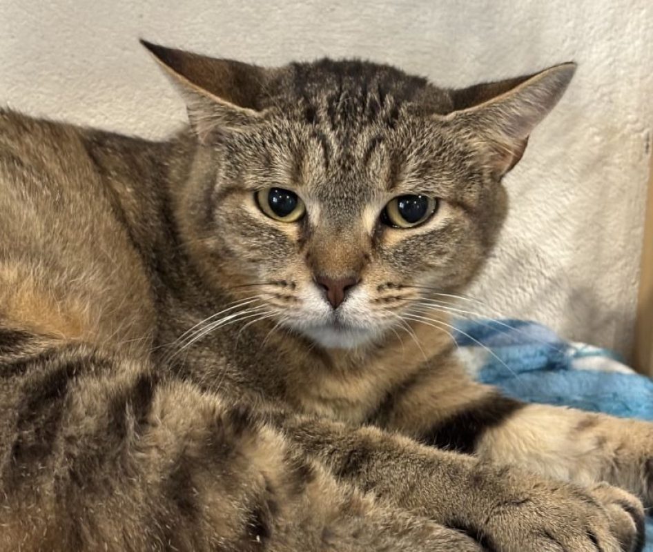 Zoa - Chat Européen à adopter