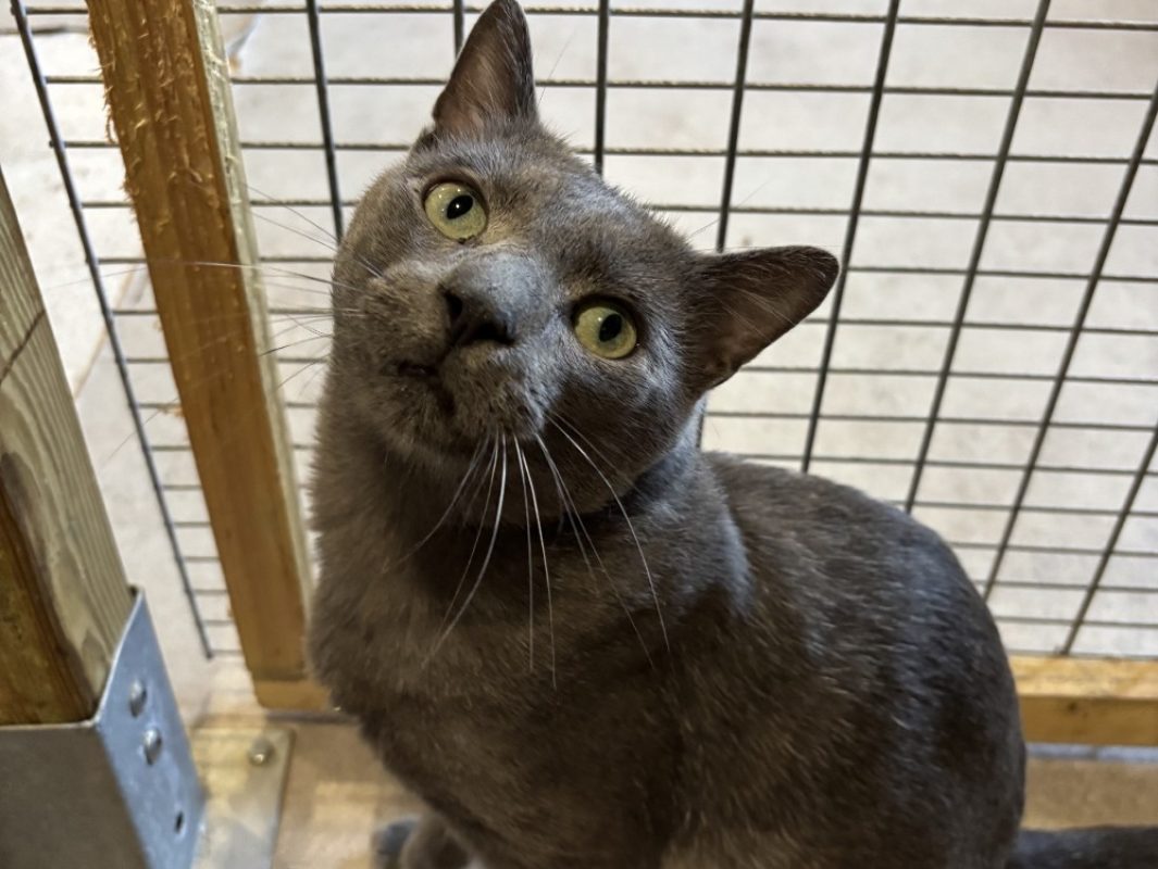 Oak - Chat Européen à adopter