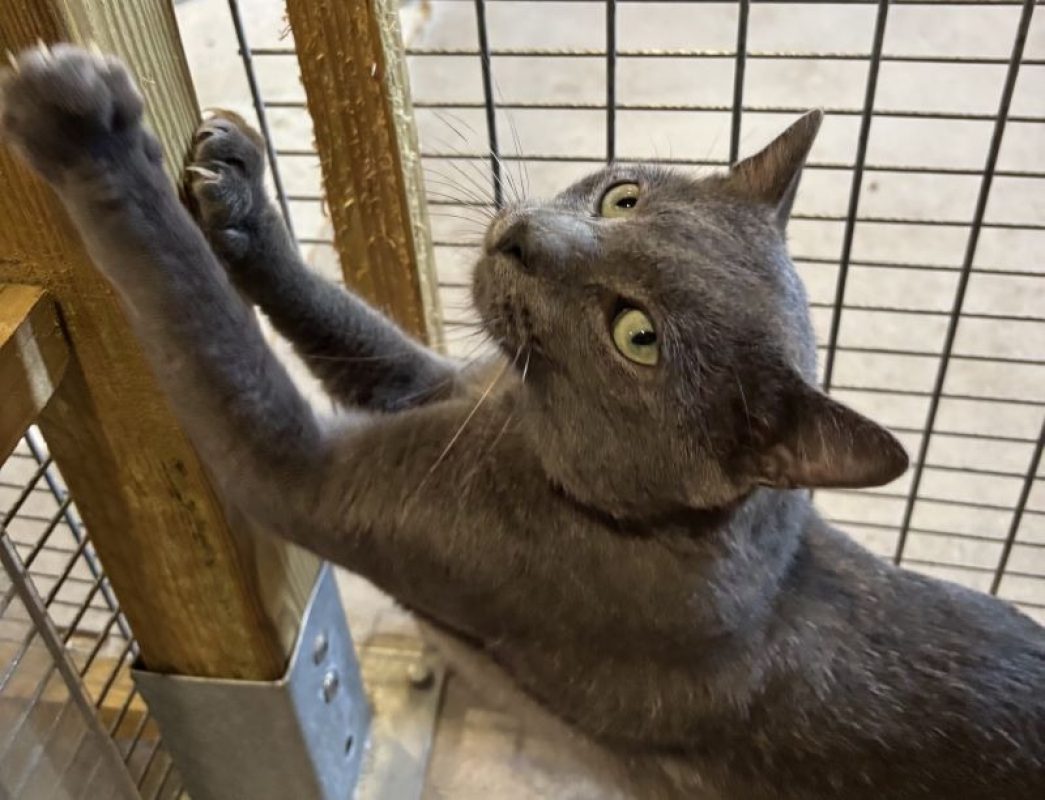 Oak - Chat Européen à adopter - photo 2