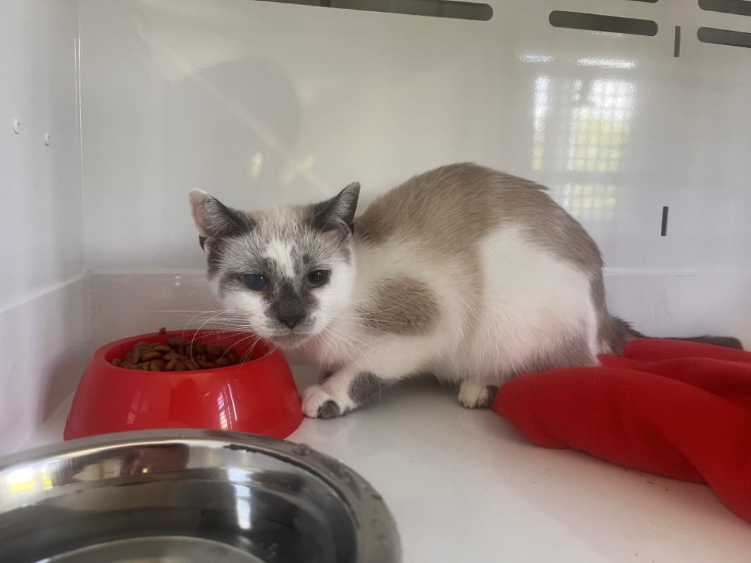 Crapule - Chat Européen à adopter