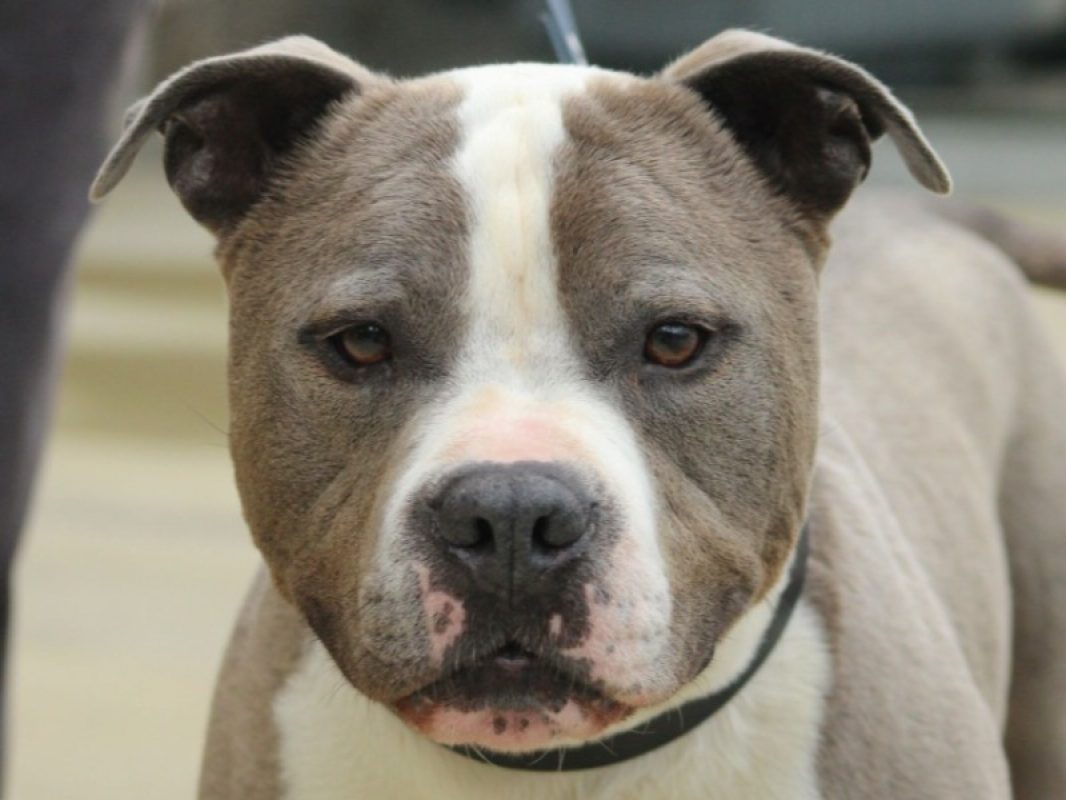 Obelix - Chien à adopter