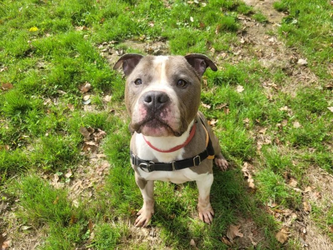 Obelix - Chien à adopter - photo 2