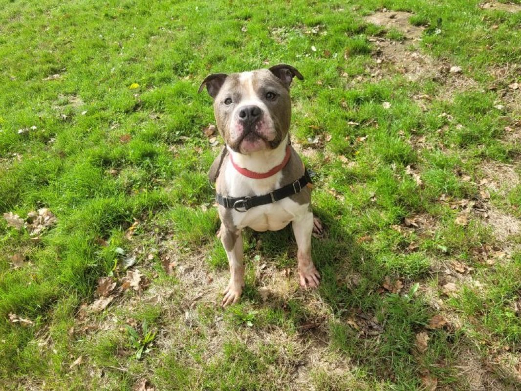 Obelix - Chien à adopter - photo 4