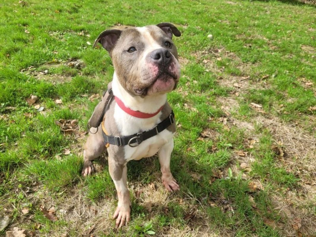 Obelix - Chien à adopter - photo 5