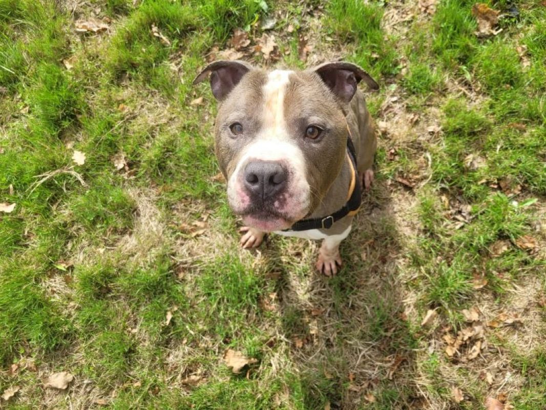 Obelix - Chien à adopter - photo 6