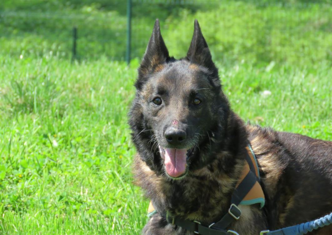 Tyson - Chien à adopter