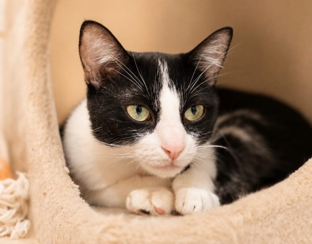 Judith - Chat Européen à adopter