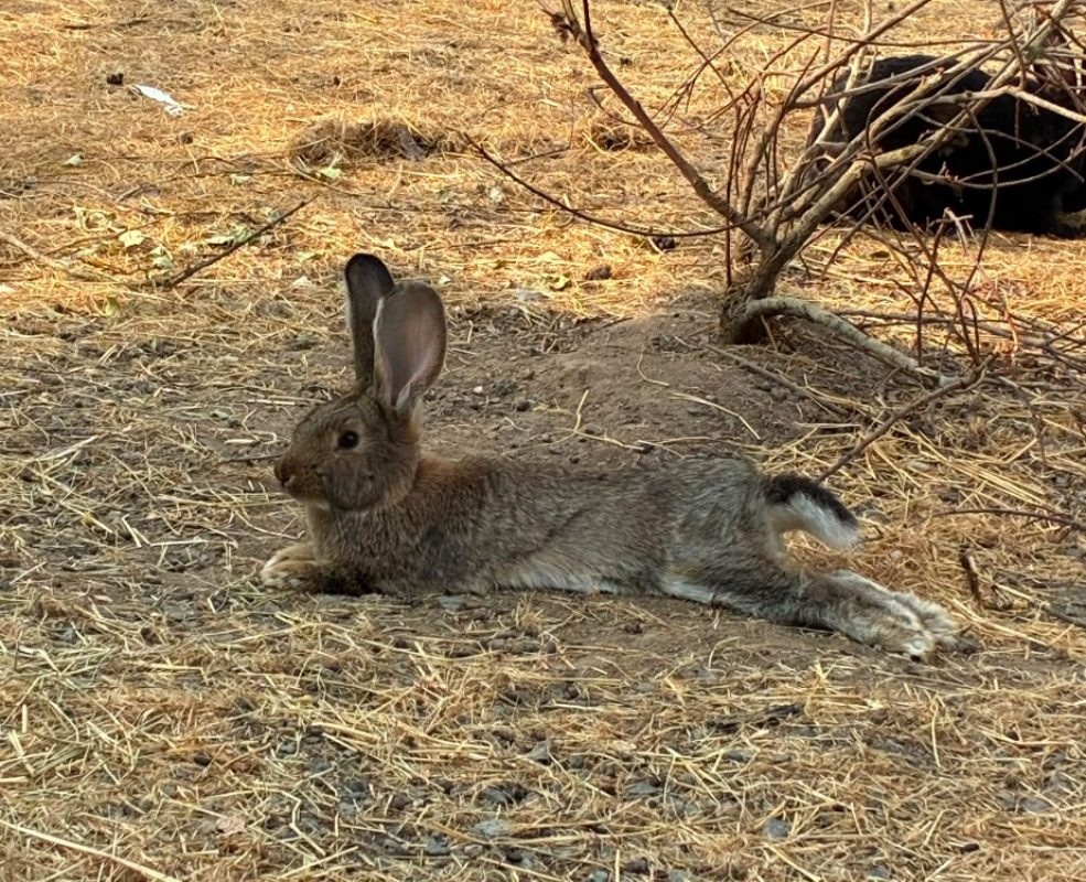 Jorah - Rongeur Lapin à adopter