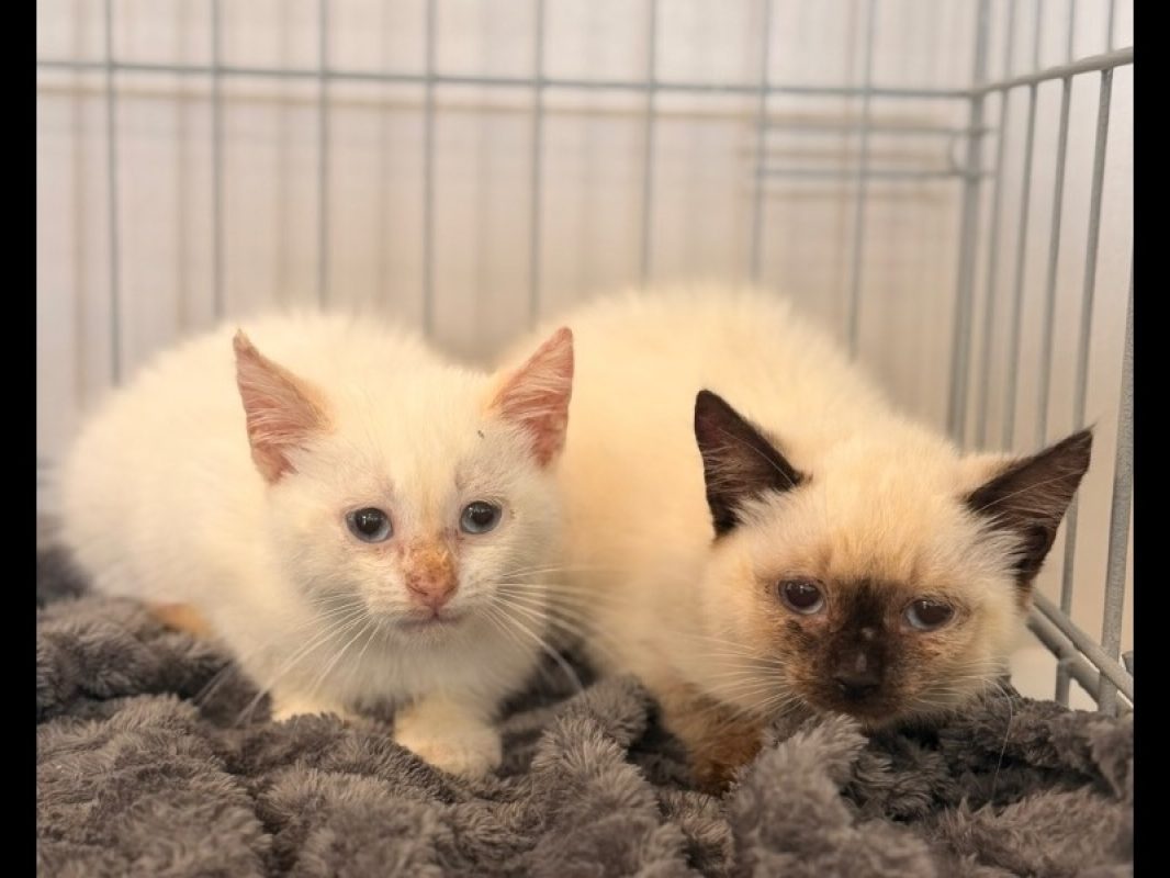 Si - Chat Européen à adopter
