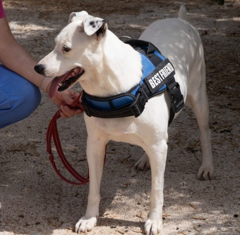 BELLA - Chien à adopter - photo 3