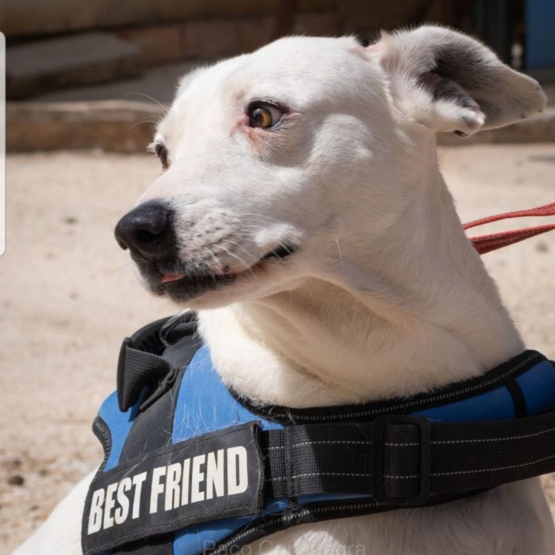 BELLA - Chien à adopter