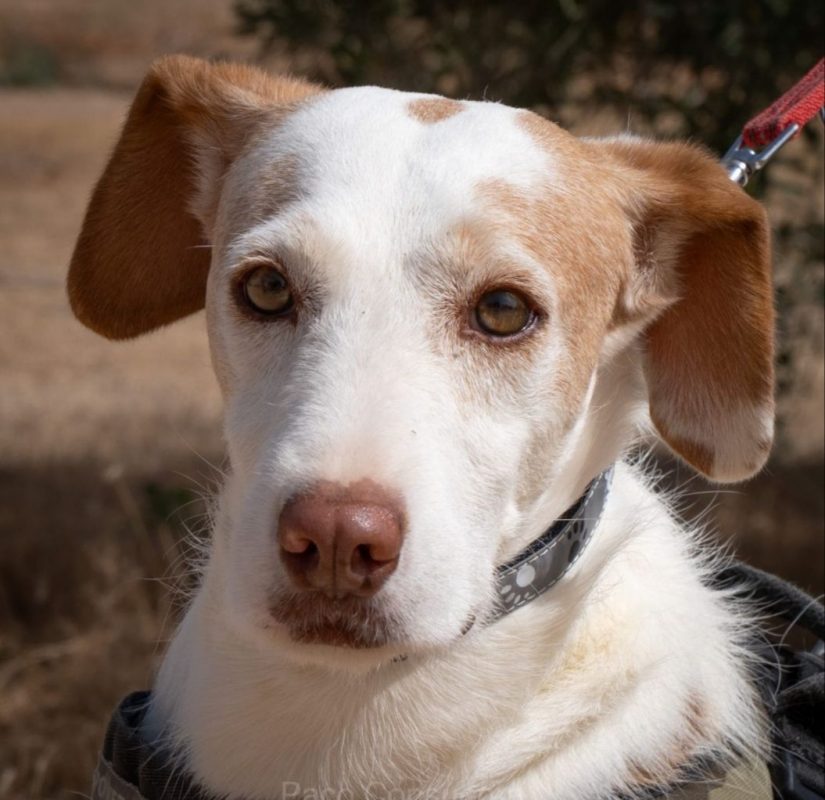ODI - Chien à adopter - photo 2