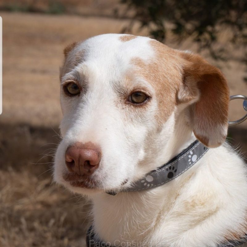 ODI - Chien à adopter