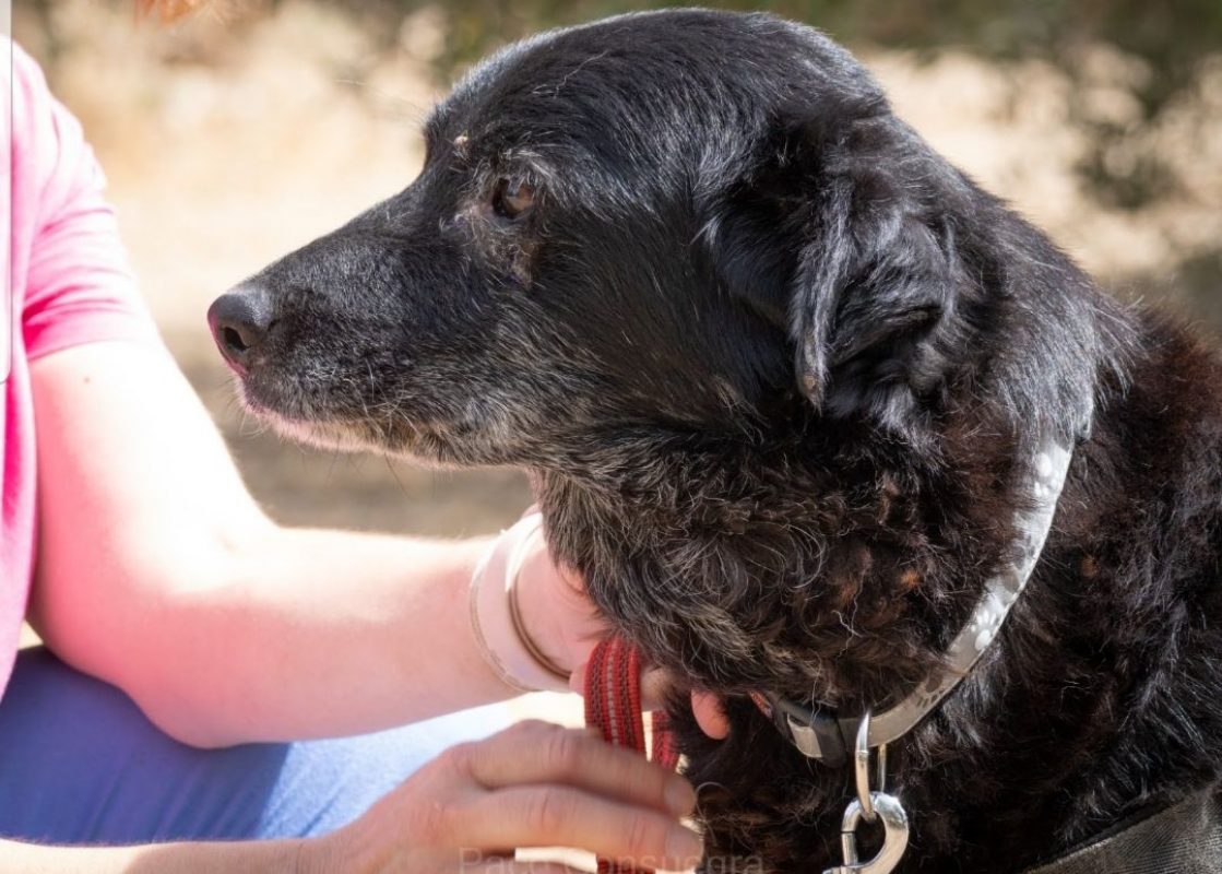 MELEK - Chien à adopter - photo 2