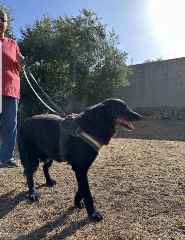 MELEK - Chien à adopter - photo 3