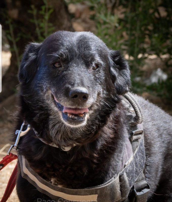 MELEK - Chien à adopter