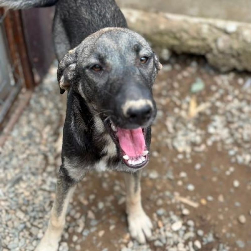SISTA - Chien à adopter - photo 2