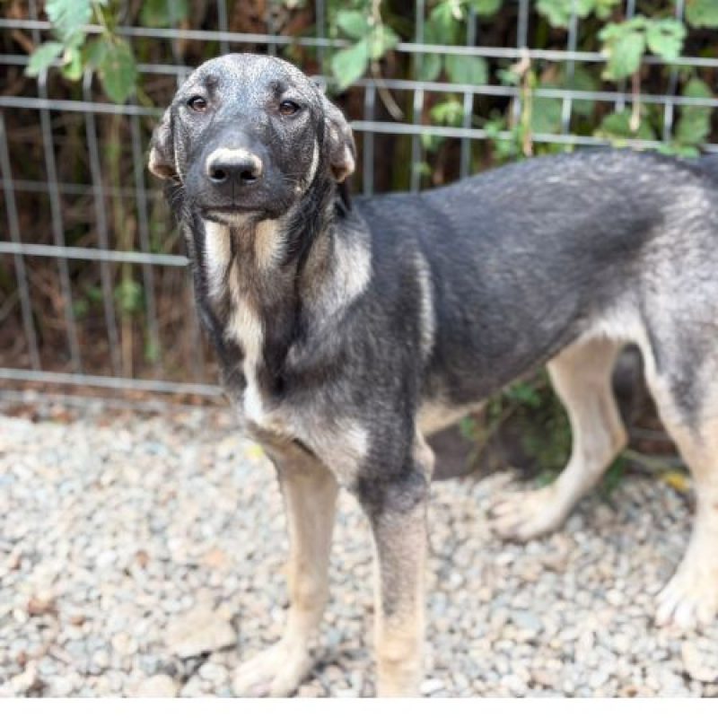 SISTA - Chien à adopter - photo 3