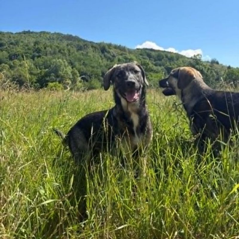 SISTA - Chien à adopter - photo 7